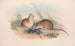 The mammals of Australia Pl120 - John Gould — artwork view