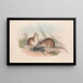 The mammals of Australia Pl120 - John Gould — framed artwork on a wall