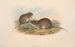 The Mammals of Australia Pl121 - John Gould — artwork view