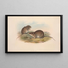 The Mammals of Australia Pl121 - John Gould — framed artwork on a wall