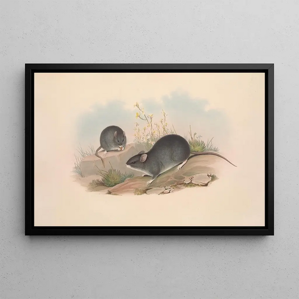 Les mammifères d'Australie Pl122 - John Gould — framed artwork on a wall