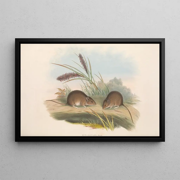 The mammals of Australia Pl125 - John Gould — framed artwork on a wall