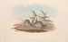 Les Mammifères d'Australie Pl127 - John Gould — artwork view