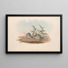 Les Mammifères d'Australie Pl127 - John Gould — framed artwork on a wall
