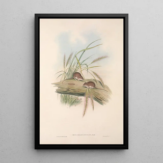 The mammals of Australia Pl129 - John Gould — framed artwork on a wall