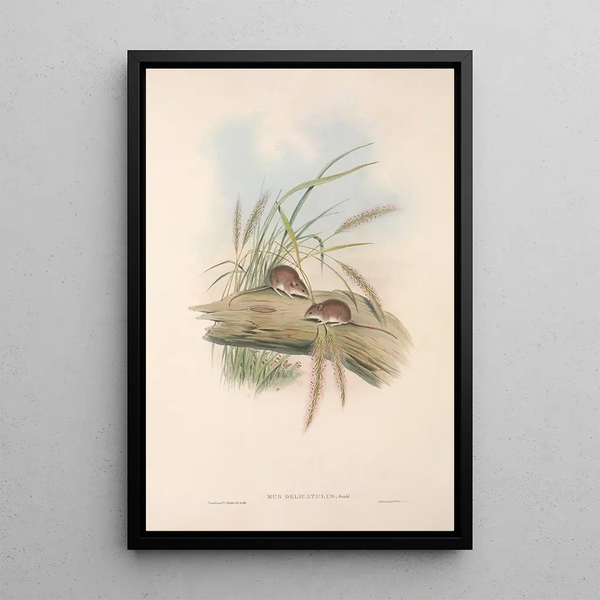 The mammals of Australia Pl129 - John Gould — framed artwork on a wall