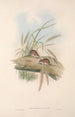 The mammals of Australia Pl129 - John Gould — artwork view