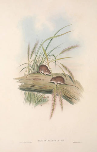 The mammals of Australia Pl129 - John Gould — artwork view