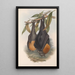 Les mammifères d'Australie Pl134 - John Gould — framed artwork on a wall