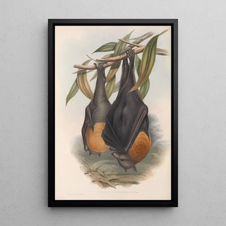 Les mammifères d'Australie Pl134 - John Gould — framed artwork on a wall