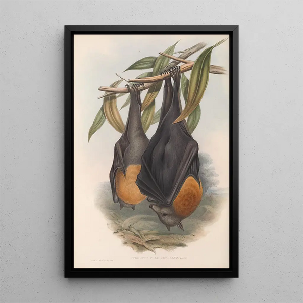Les mammifères d'Australie Pl134 - John Gould — framed artwork on a wall