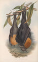 Les mammifères d'Australie Pl134 - John Gould — artwork view