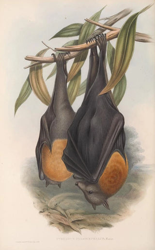 Les mammifères d'Australie Pl134 - John Gould — artwork view