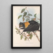 Les mammifères d'Australie Pl135 - John Gould — framed artwork on a wall