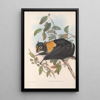 Les mammifères d'Australie Pl135 - John Gould — framed artwork on a wall