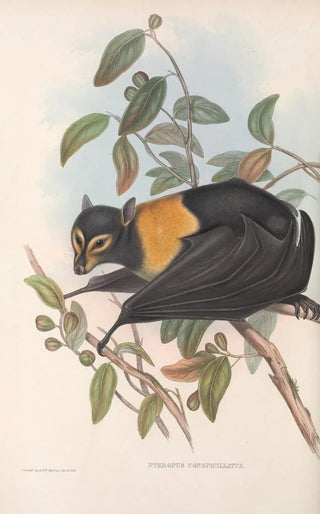 Les mammifères d'Australie Pl135 - John Gould — artwork view