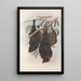 The mammals of Australia Pl136 - John Gould — framed artwork on a wall