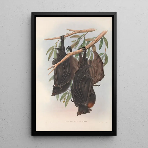 The mammals of Australia Pl136 - John Gould — framed artwork on a wall
