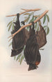 The mammals of Australia Pl136 - John Gould — artwork view