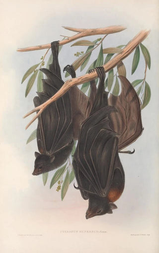The mammals of Australia Pl136 - John Gould — artwork view