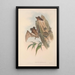 Les mammifères d'Australie Pl137 - John Gould — framed artwork on a wall