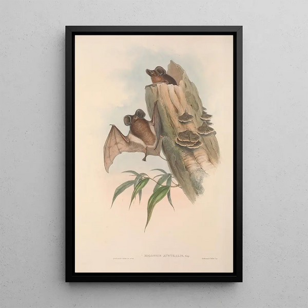 Les mammifères d'Australie Pl137 - John Gould — framed artwork on a wall