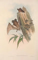 Les mammifères d'Australie Pl137 - John Gould — artwork view