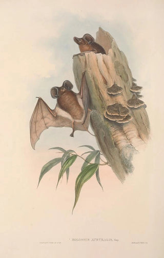 Les mammifères d'Australie Pl137 - John Gould — artwork view