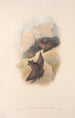 Les mammifères d'Australie Pl138 - John Gould — artwork view