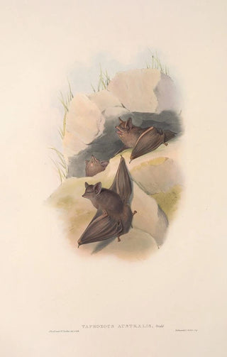 Les mammifères d'Australie Pl138 - John Gould — artwork view