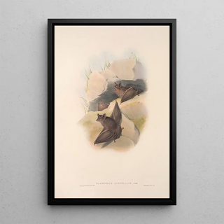 Les mammifères d'Australie Pl138 - John Gould — framed artwork on a wall