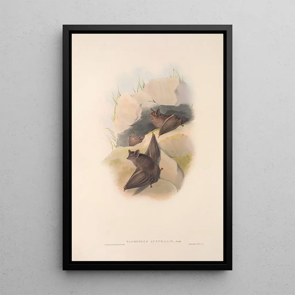 Les mammifères d'Australie Pl138 - John Gould — framed artwork on a wall