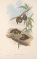 The Mammals of Australia Pl139 - John Gould — artwork view