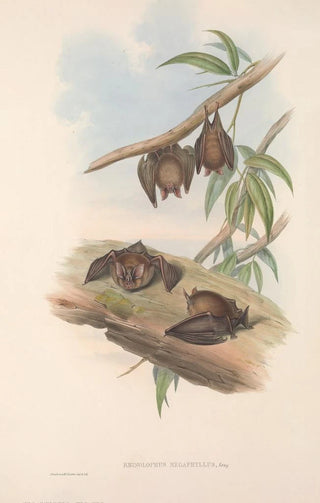 The Mammals of Australia Pl139 - John Gould — artwork view