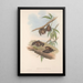 The Mammals of Australia Pl139 - John Gould — framed artwork on a wall