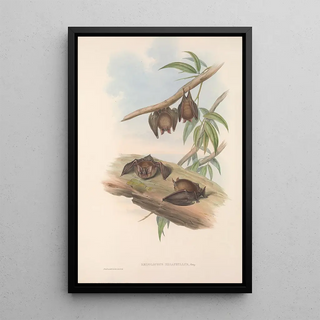The Mammals of Australia Pl139 - John Gould — framed artwork on a wall