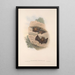 Les mammifères d'Australie Pl140 - John Gould — framed artwork on a wall