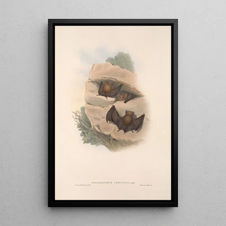 Les mammifères d'Australie Pl140 - John Gould — framed artwork on a wall