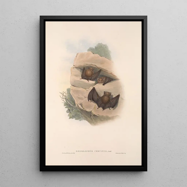 Les mammifères d'Australie Pl140 - John Gould — framed artwork on a wall