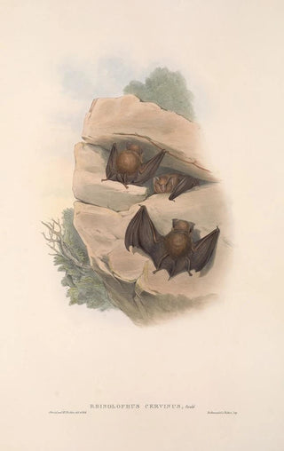 Les mammifères d'Australie Pl140 - John Gould — artwork view
