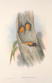 Les mammifères d'Australie Pl141 - John Gould — artwork view