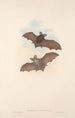 Les mammifères d'Australie Pl142 - John Gould — artwork view