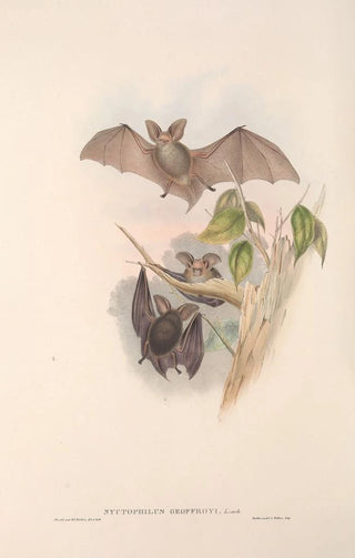The mammals of Australia Pl143 - John Gould — artwork view