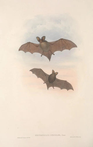 The Mammals of Australia Pl144 - John Gould — artwork view