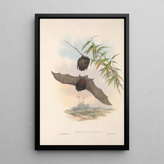 The mammals of Australia Pl146 - John Gould — framed artwork on a wall