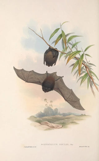 The mammals of Australia Pl146 - John Gould — artwork view