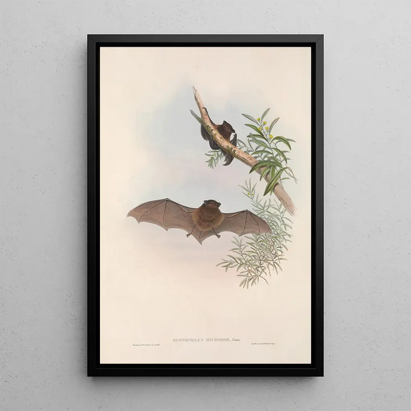 Les mammifères d'Australie Pl148 - John Gould — framed artwork on a wall
