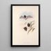 Les mammifères d'Australie Pl149 - John Gould — framed artwork on a wall