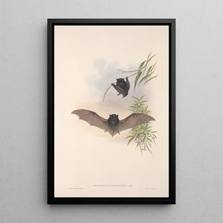 Les mammifères d'Australie Pl150 - John Gould — framed artwork on a wall