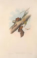Les mammifères d'Australie Pl151 - John Gould — artwork view